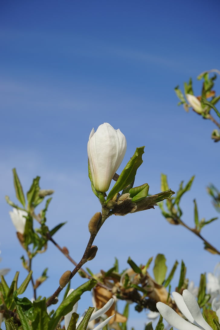 flor, flor, fechado, Branco, magnolie estrela, Magnólia, arbusto ornamental