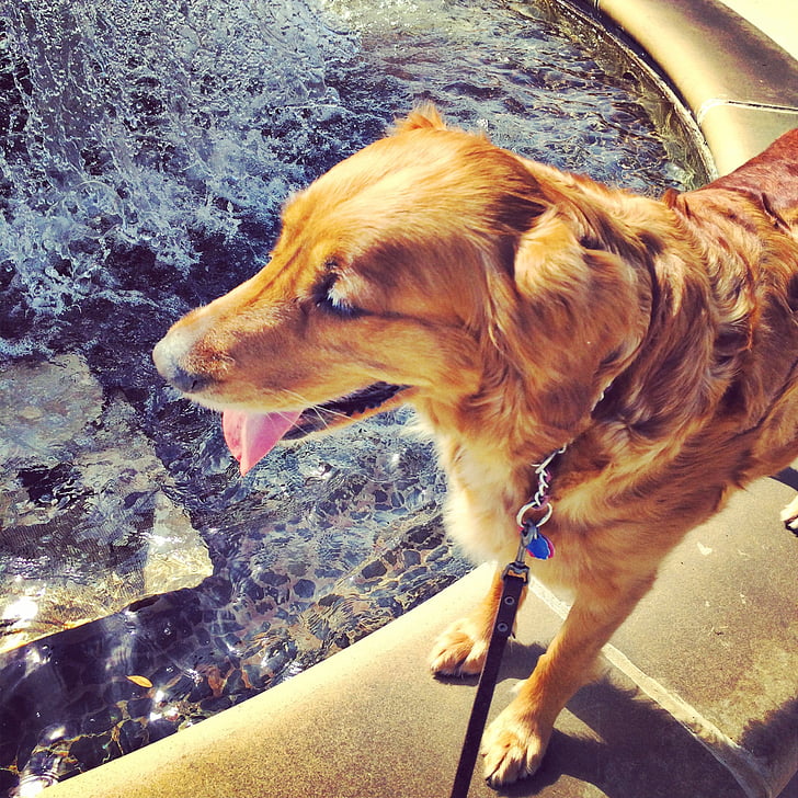 golden retriever, dog, water, fountain, pets, animal, cute