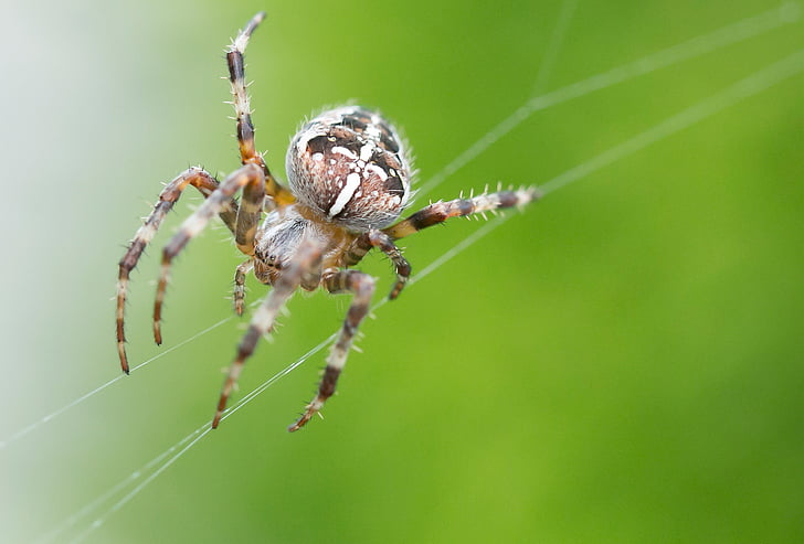 nhện, côn trùng, đóng, nhện nhỏ, cobweb, vĩ mô, Thiên nhiên