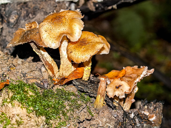 mushroom, forest, autumn, nature