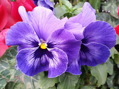 パンジー, 花, 紫, 自然, 春