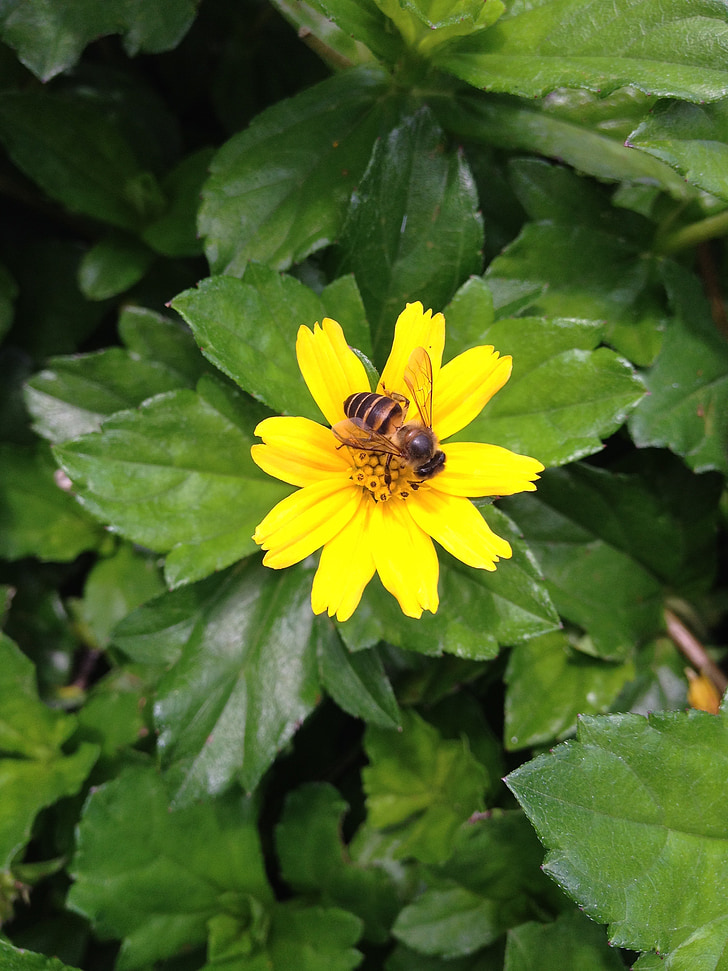 Bee, zomerbloemen, geel, natuur, bloem, plant, zomer