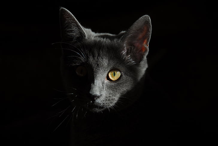 кошка, Животные, кошки, Портрет кошки, кошку лицо, киска кошка, Кошачий глаз