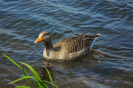 goose, water, spring, nature, bird, animal, wildlife
