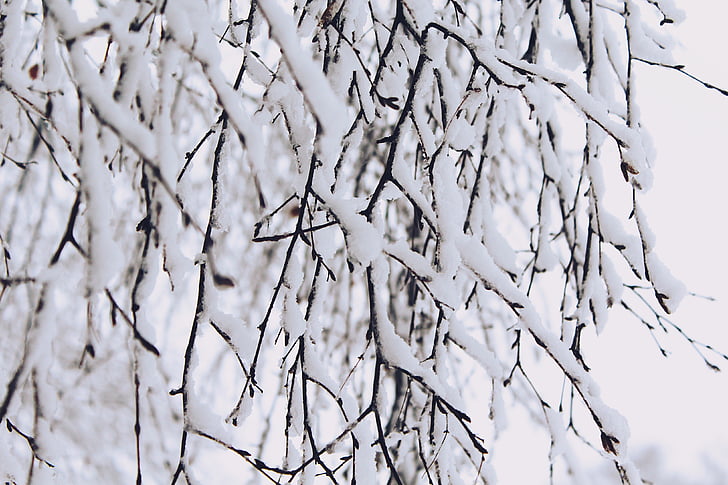 salju, cabang, musim dingin, alam, pohon, dingin, cabang