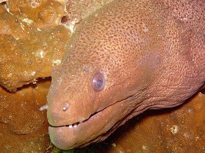 dykning, Moray, Giant moray, under, vand, sydøst, Asien