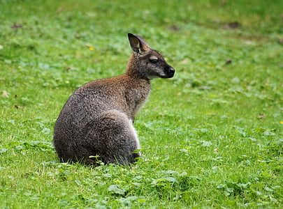 canguro, marsupiale, animale, prato, Australia, fauna selvatica, natura
