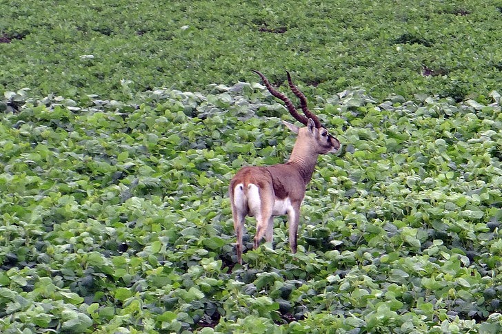 blackbuck, antilope cervicapra, ungulate, antelope, foraging, crop, karnataka