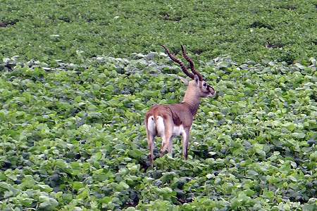blackbuck, antilope cervicapra, ungulate, antilopy, pásť sa, plodín, Karnataka