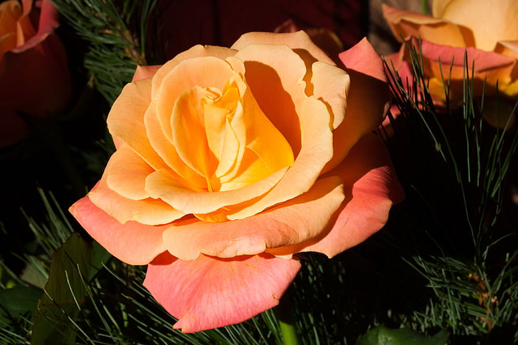 τριαντάφυλλο, πορτοκαλί, σύνθετα υλικά, άνθος, άνθιση, το καλοκαίρι, φύση