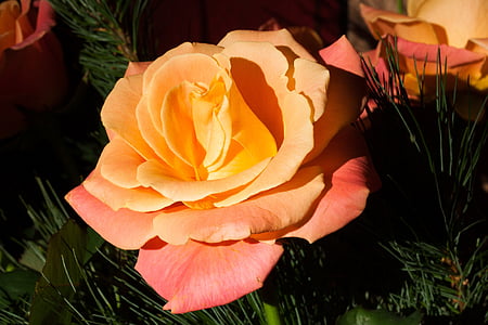 color de rosa, naranja, materiales compuestos, flor, floración, verano, naturaleza