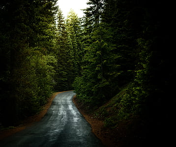 forest, road, travel, trees, woods, tree, nature