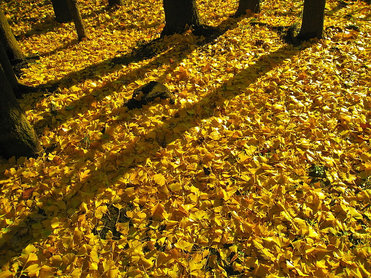 ombre lunghe, tramonto, sera, albero di Gingko, albero di maidenhair, giallo, autunno