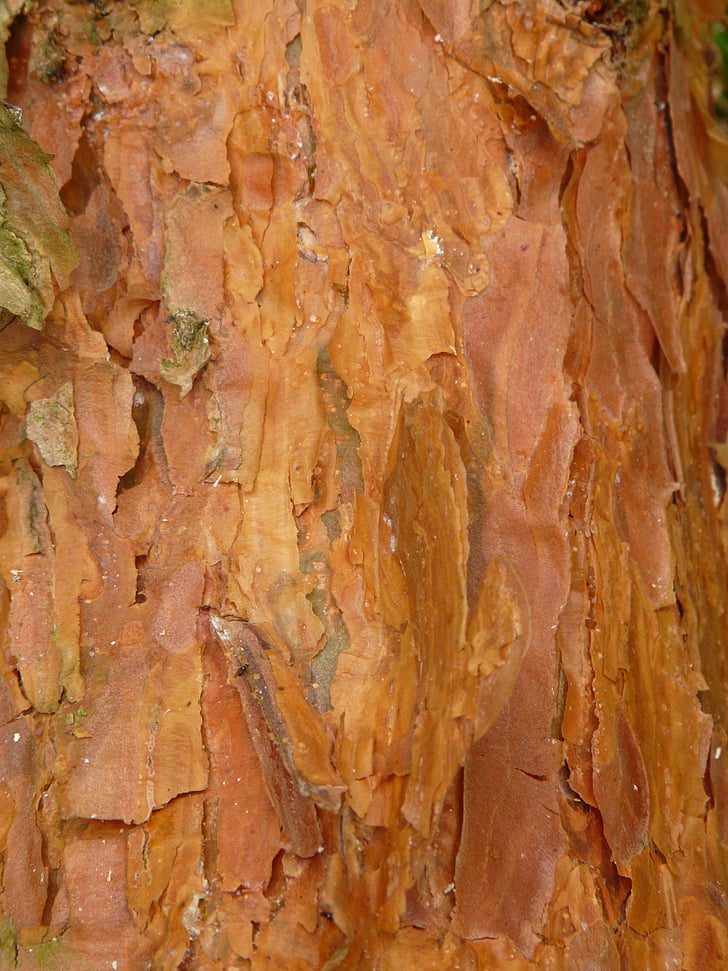 bark, Pine, röd, träd, trä