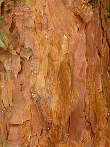 corteccia, pino, rosso, albero, legno