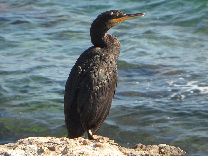 cormorant, Rock, tôi à?, bờ biển, nước, đá, cảnh quan