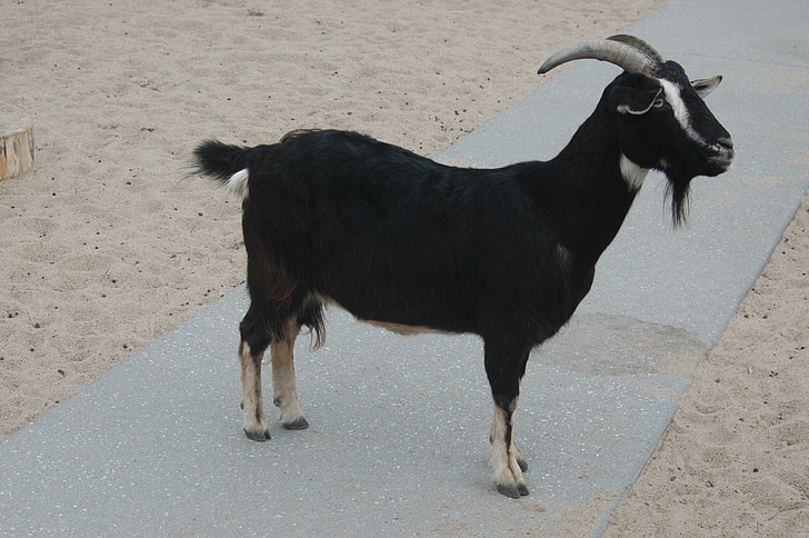 cabra, negro, cuernos, Parque zoológico, animal