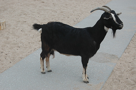 goat, black, horns, zoo, animal