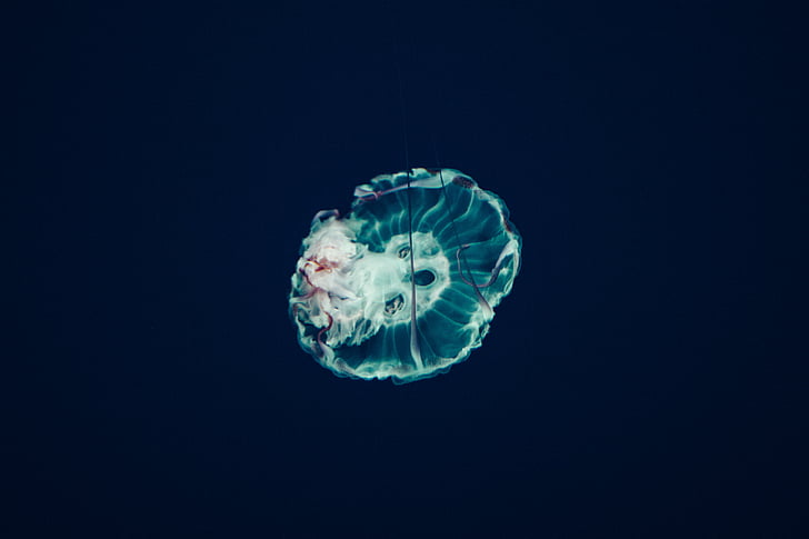 medúza, vízi, állat, óceán, víz alatti, kék, víz