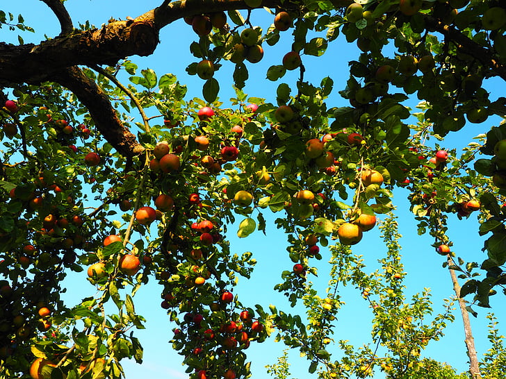 Apple, æbletræ, frugt, rød, Frisch, sund, vitaminer