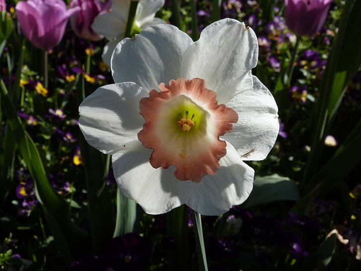 Narciso, flor, Primavera, flor, jardinagem, Branco, florescendo