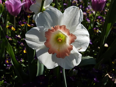 Żonkil, Bloom, wiosna, kwiat, ogrodnictwo, biały, Kwitnienie