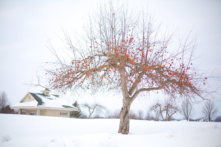 apple tree, winter apple tree, winter, snow, landscape