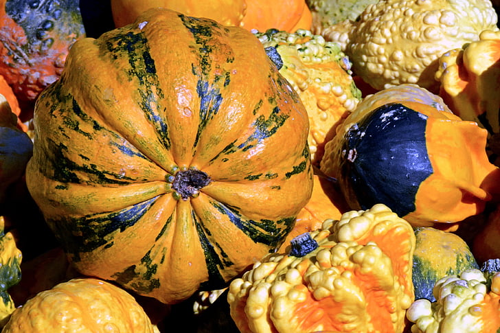 pumpa, kalebass, hösten, Thanksgiving, dekoration, skörd, Halloween