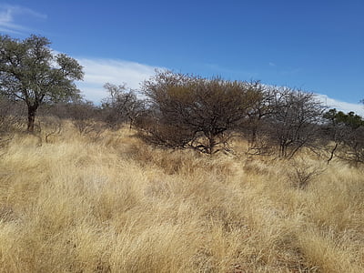grass land, veld, draught, african bush