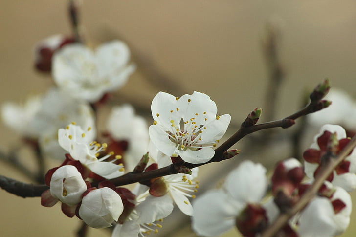 fiore dell'albicocca, estetica, rosso, marrone, bianco, macro, primavera