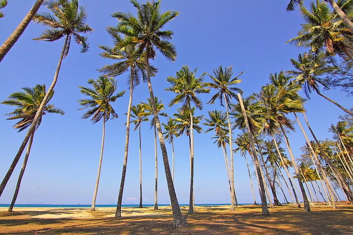 strand, idyllische, eiland, natuur, palmbomen, paradijs, kust