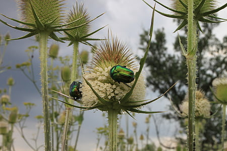 Beetle, bug, cutleaf, dipsacus, roheline, juuni, laciniatus