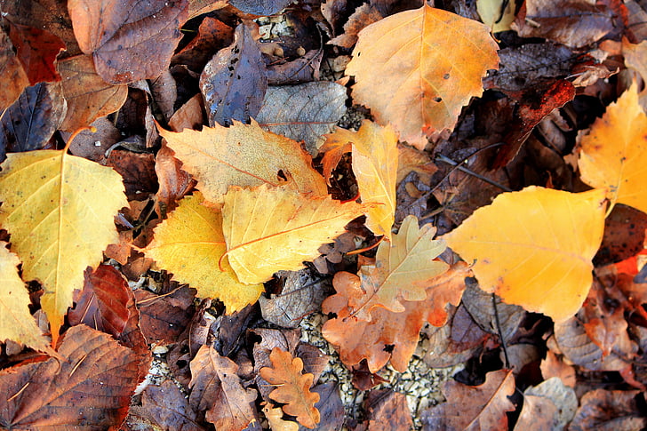 leaves, autumn, fallen, moldy, wet