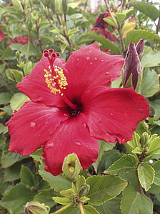 hibisco, flor do quiabo Africano, quiabo, natureza, planta, flor, folha