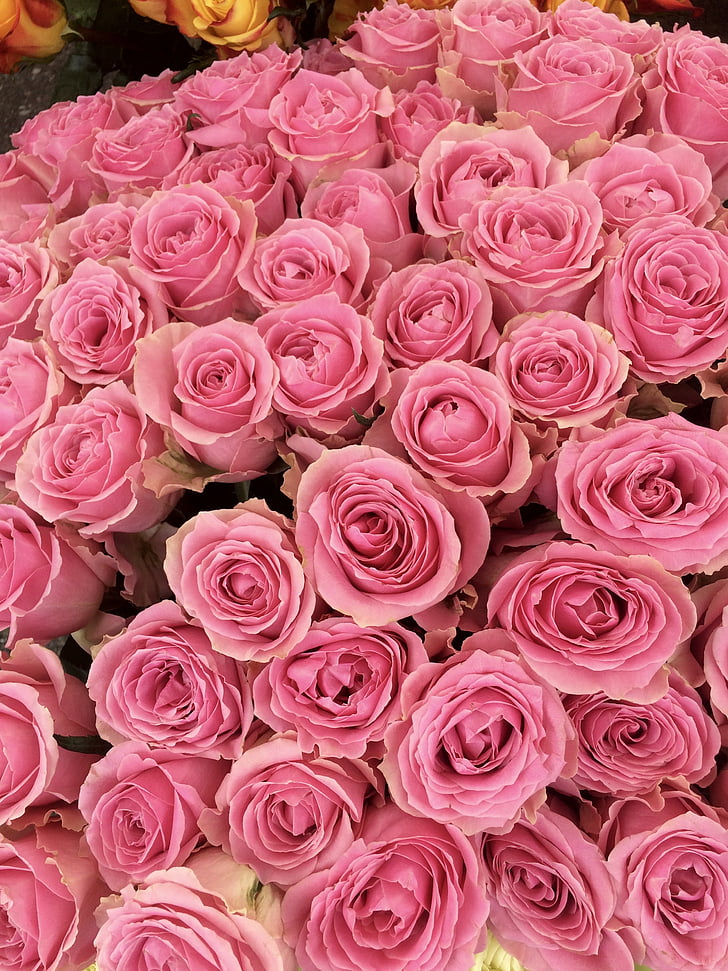 Rosen, Liebe, Blumen, romantische, rote rose, Blüte, Bloom