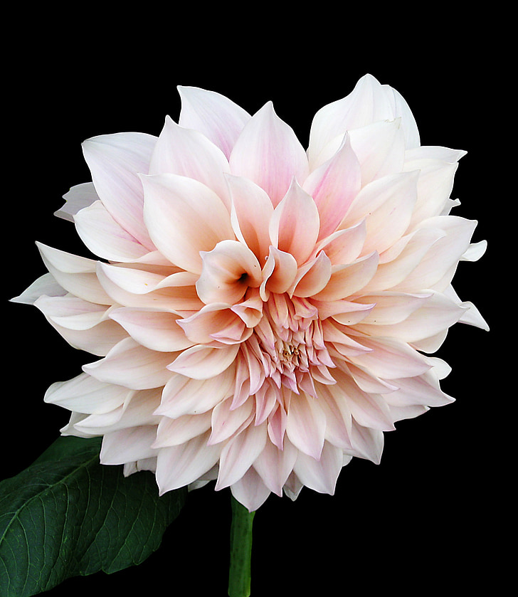 dahlia, pink, tender, isolated