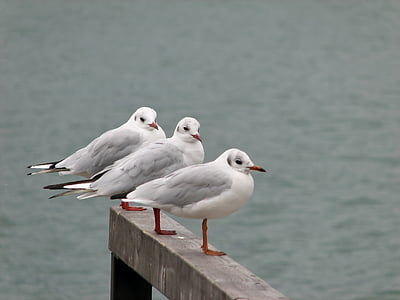 pájaro, Seagull, pájaro del agua, aves acuáticas, agua, animales, naturaleza
