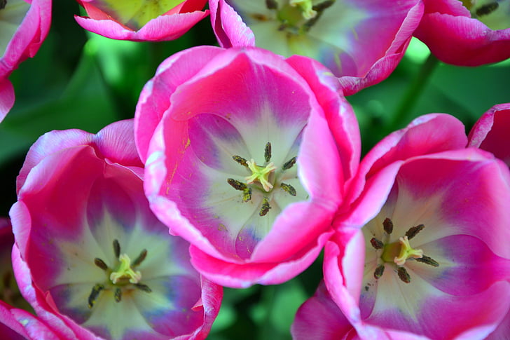 tulipány, rostliny, Příroda, květiny, květ, růžová, jaro