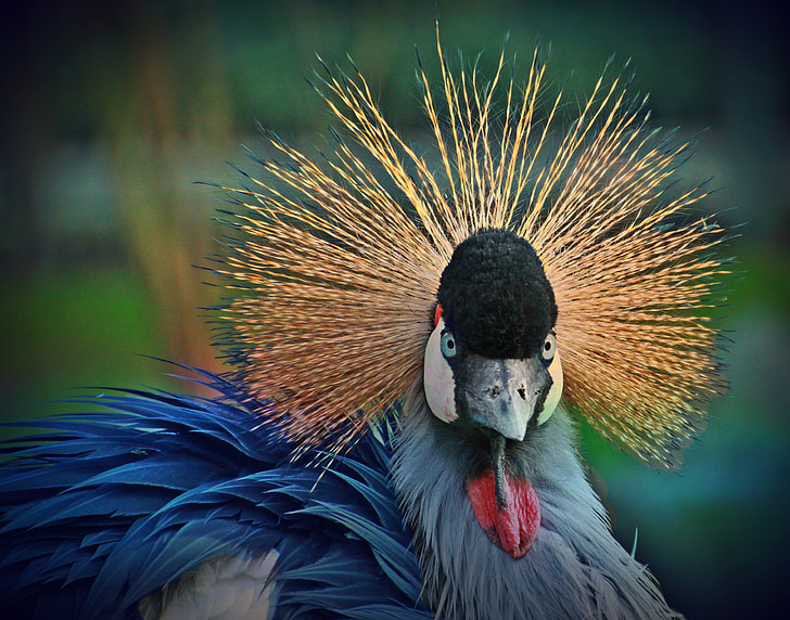 grey crowned crane, bird, animal, crane, spring crown, spring dress, headdress