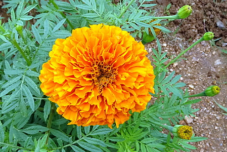flower, marigold, orange, plant, bloom, flora, botanical