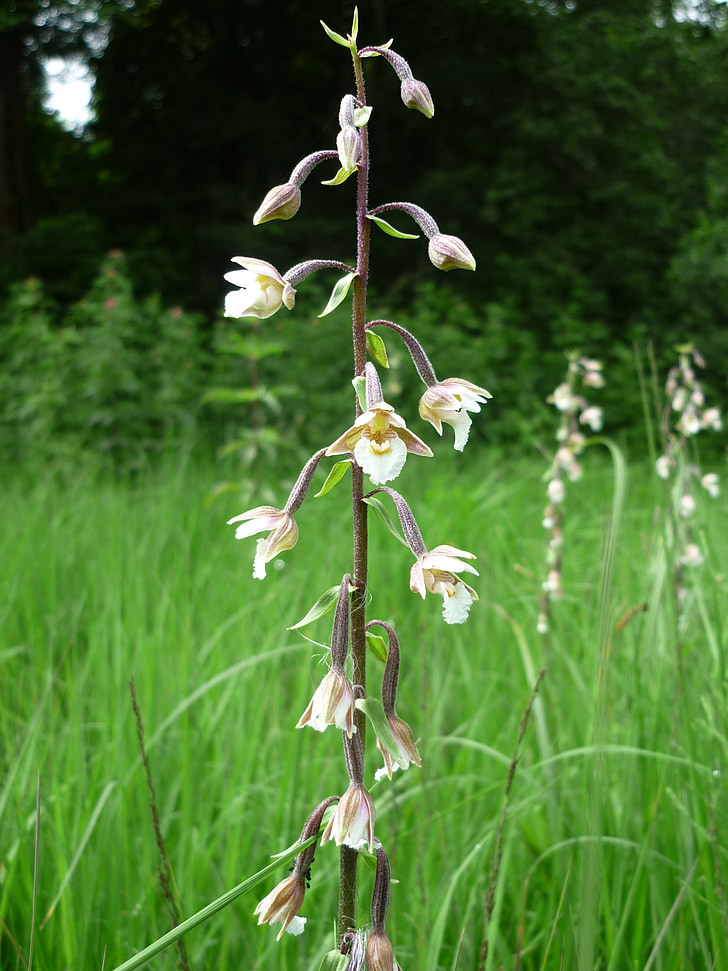 Marjal helleborine, alemany orquídies, fonts-moro, planta de la Marjal, l'estiu