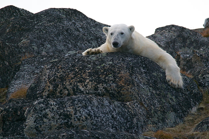 isbjørn, Ice bear, dyr, Bjørn, Arktis, Wildlife, natur