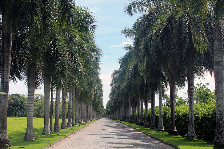 palm trees, avenue, road, imposing, nature, park, high