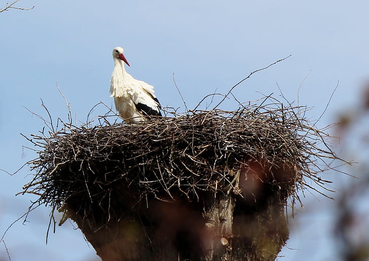 animals, birds, storchennest, nest, stork, rattle stork, plumage