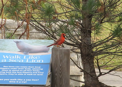 cardinal, male, redbird, wildlife, bird, perched, post