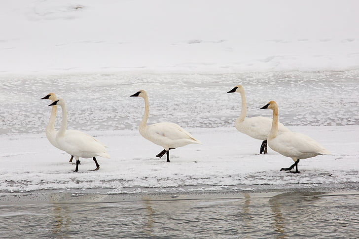 cisnes trompeteros, nieve, invierno, frío, flora y fauna, naturaleza, Blanco