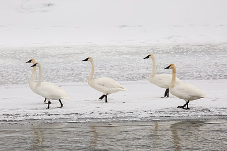 美洲野天鹅, 雪, 冬天, 感冒, 野生动物, 自然, 白色