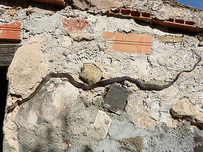 serpiente, pared, amenaza, arquitectura, pared - característica del edificio, antiguo, agrietado