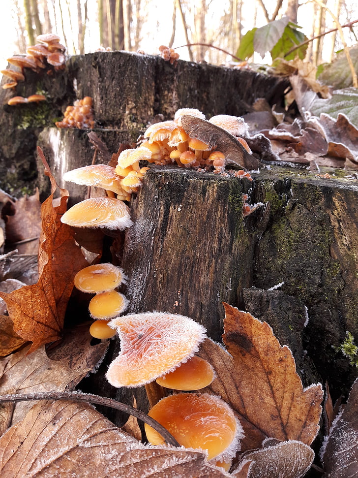 mushroom, nature, autumn, frost, forest, butt