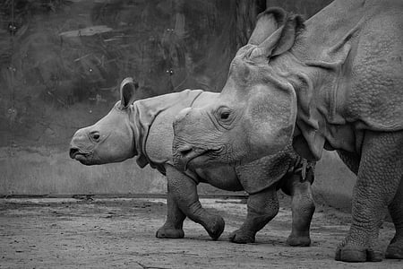 Rinoceronte, Rinoceronte de bebê, animal, mamífero, bezerro, preto e branco, Rinoceronte